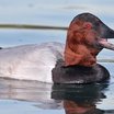 Canvasback